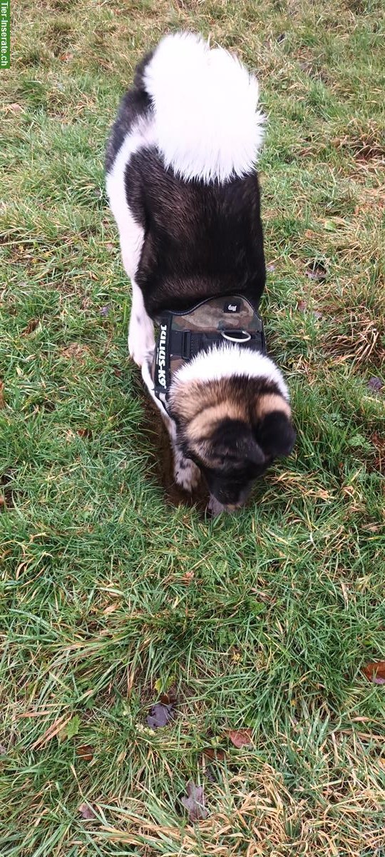 Bild 9: American Akita Rüde, kinderlieb, für erfahrenes Zuhause