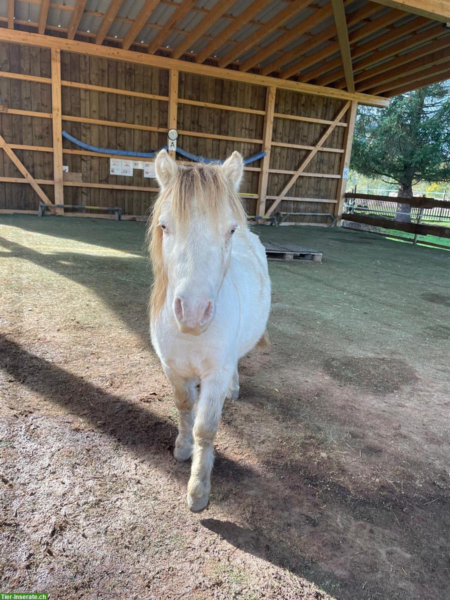 Pflegebeteiligung für American Miniature Horse, Schleitheim SH