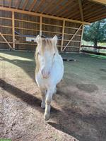 Pflegebeteiligung für American Miniature Horse, Schleitheim SH