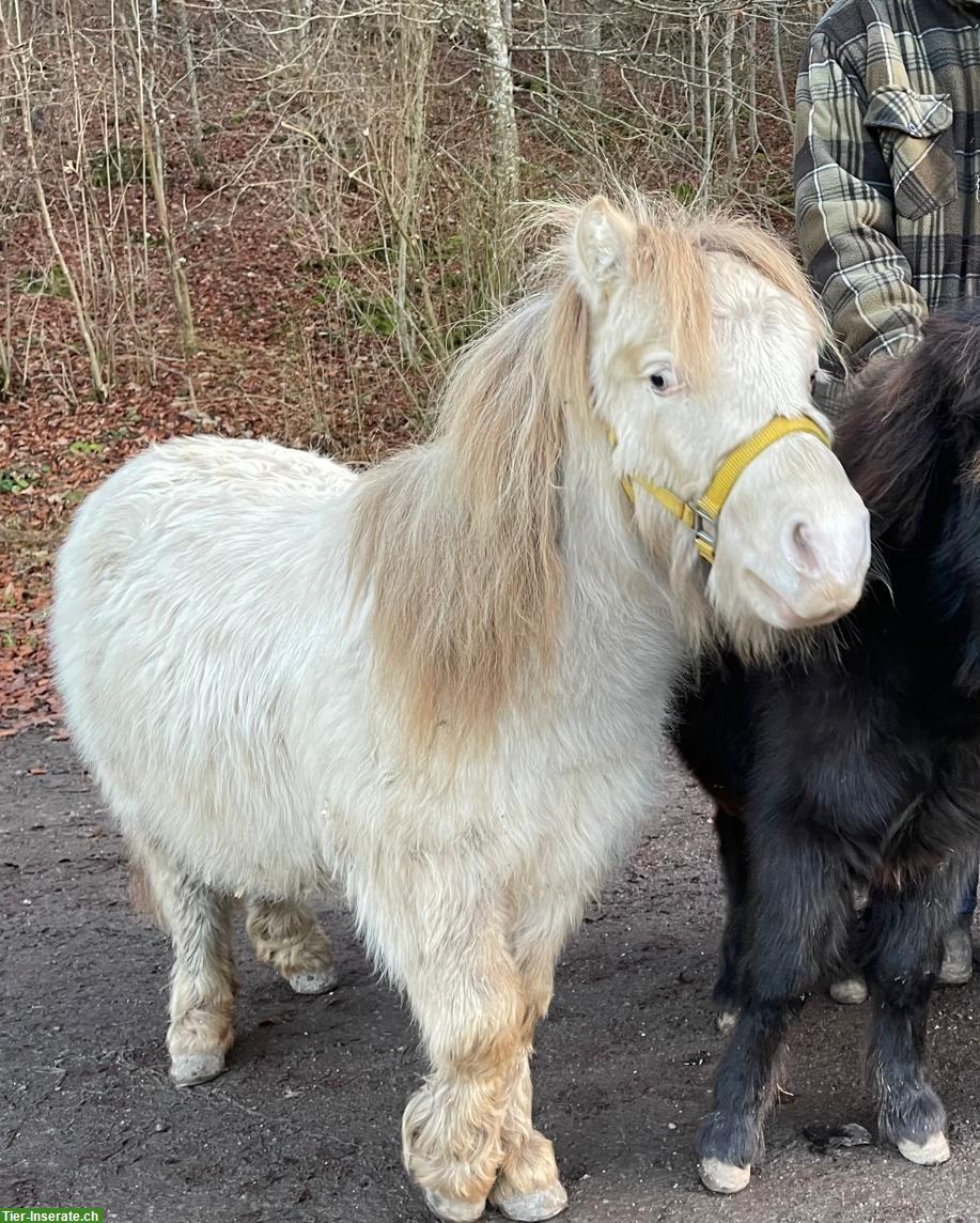 Bild 2: Pflegebeteiligung für American Miniature Horse, Schleitheim SH