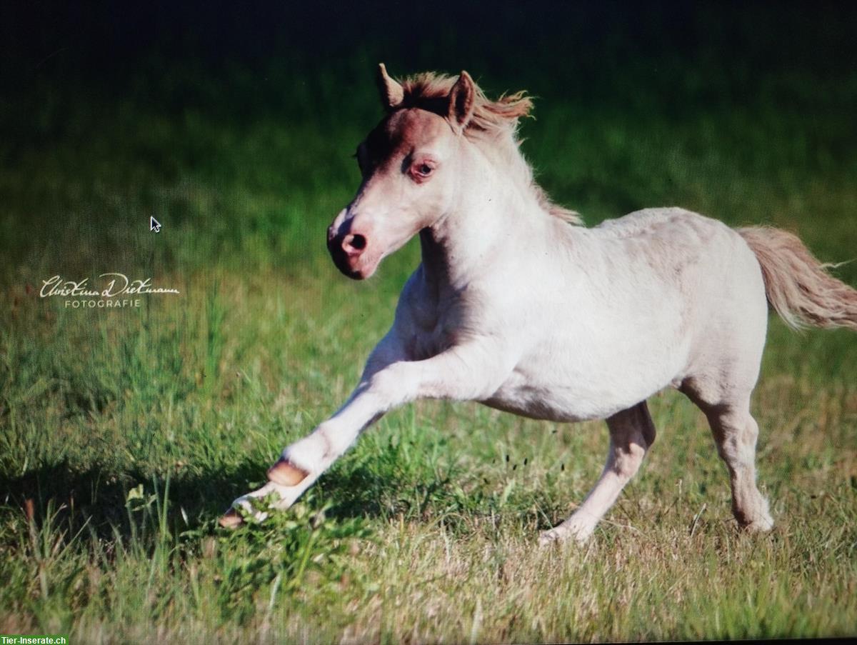 Bild 3: Pflegebeteiligung für American Miniature Horse, Schleitheim SH