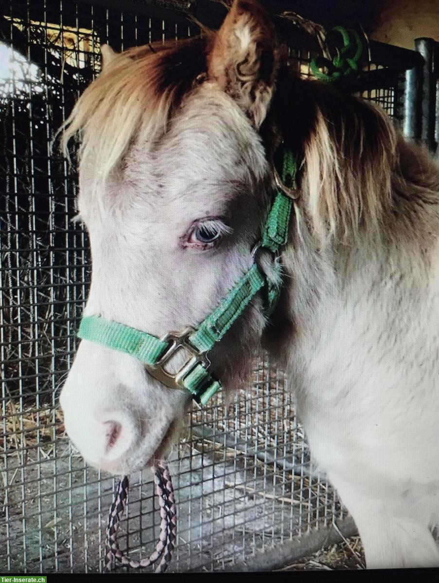 Bild 4: Pflegebeteiligung für American Miniature Horse, Schleitheim SH