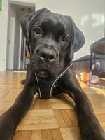 🐾 Wundervoller Boxador Rüde (8 Monate) sucht liebes Zuhause 🐾