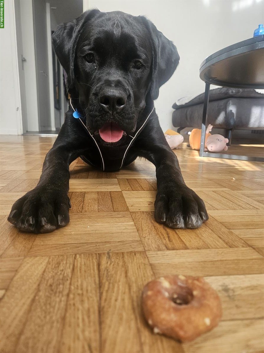 Bild 2: 🐾 Wundervoller Boxador Rüde (8 Monate) sucht liebes Zuhause 🐾