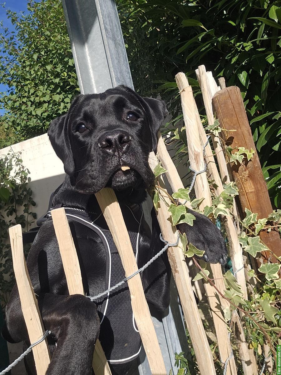 Bild 3: 🐾 Wundervoller Boxador Rüde (8 Monate) sucht liebes Zuhause 🐾