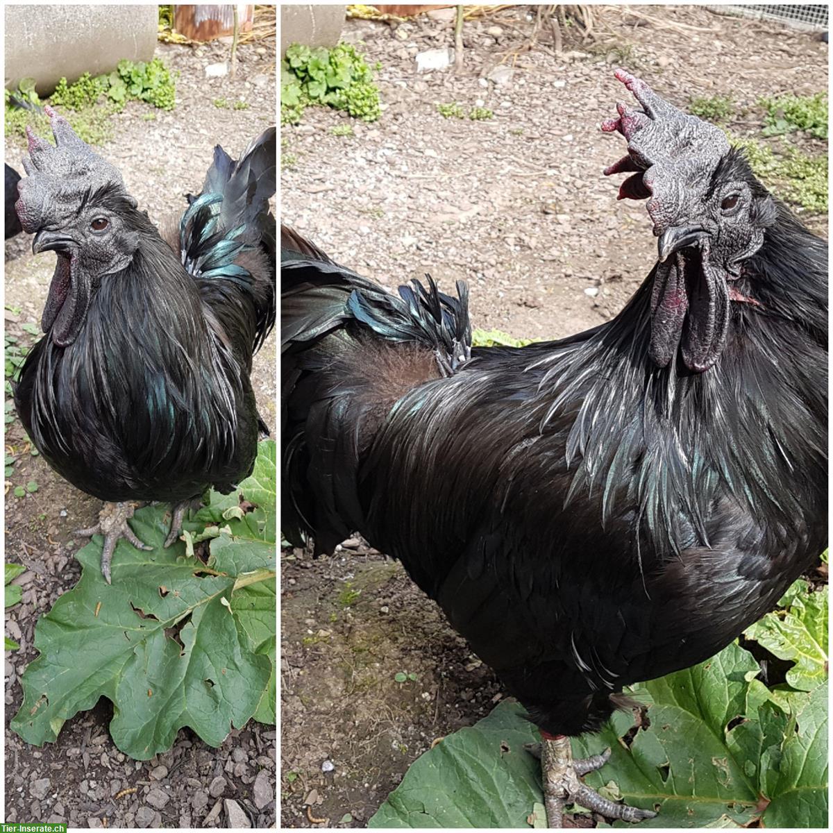 GRATIS: Ayam Cemani Hahn