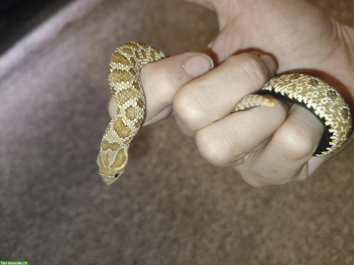 1.0 Heterodon nasicus (Westliche Hakennasennatter)