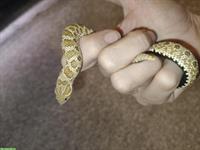 1.0 Heterodon nasicus (Westliche Hakennasennatter)
