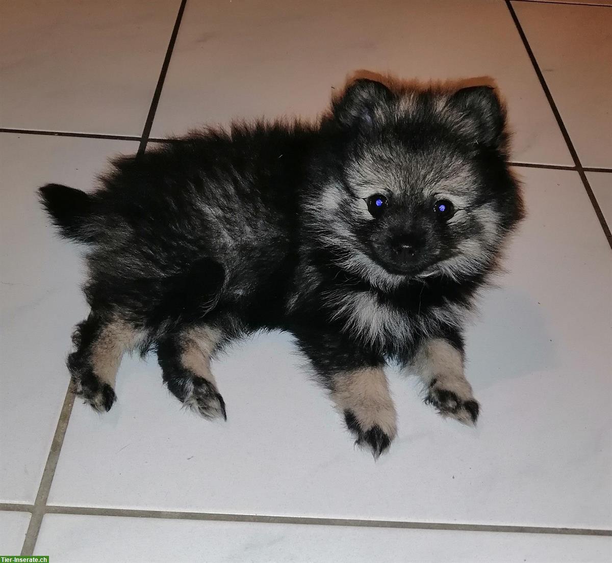 Kleinspitz Welpe, weiblich, reinrassig jedoch ohne Papiere
