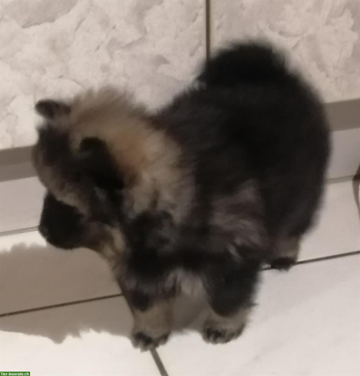 Bild 2: Kleinspitz Welpe, weiblich, reinrassig jedoch ohne Papiere