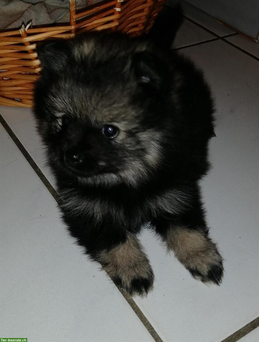 Bild 3: Kleinspitz Welpe, weiblich, reinrassig jedoch ohne Papiere
