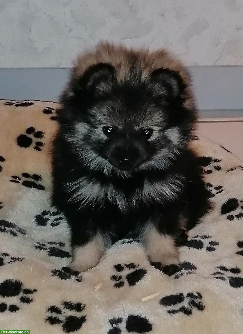Bild 4: Kleinspitz Welpe, weiblich, reinrassig jedoch ohne Papiere
