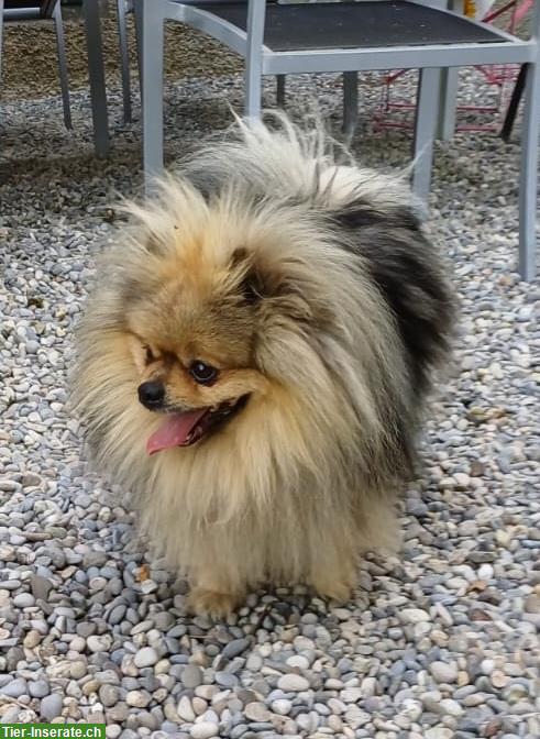 Bild 5: Kleinspitz Welpe, weiblich, reinrassig jedoch ohne Papiere