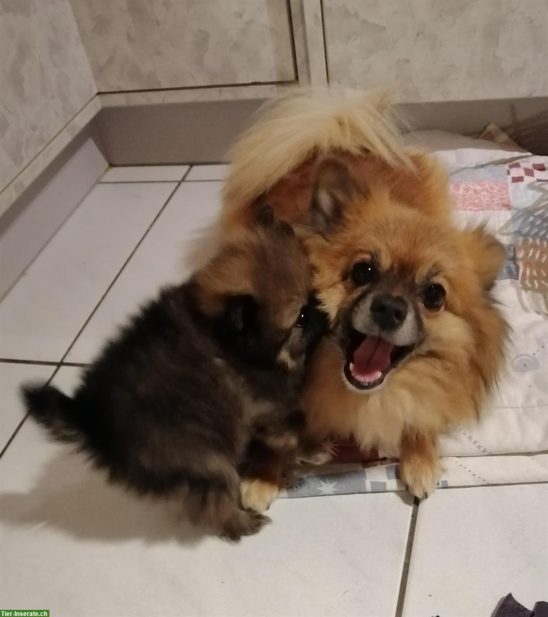 Bild 6: Kleinspitz Welpe, weiblich, reinrassig jedoch ohne Papiere