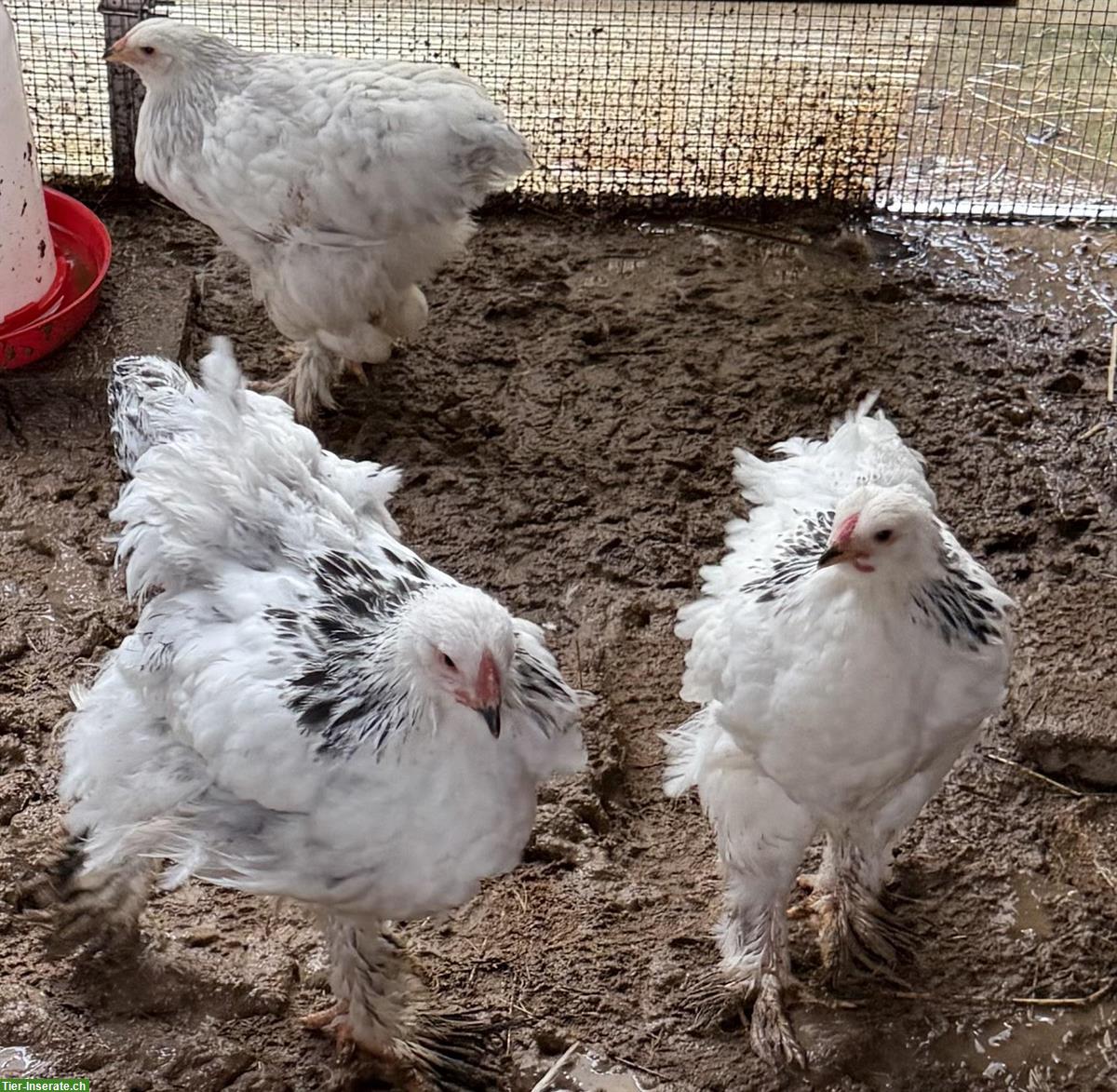 Brahma Columbia zu verkaufen, Hennen und Hähne
