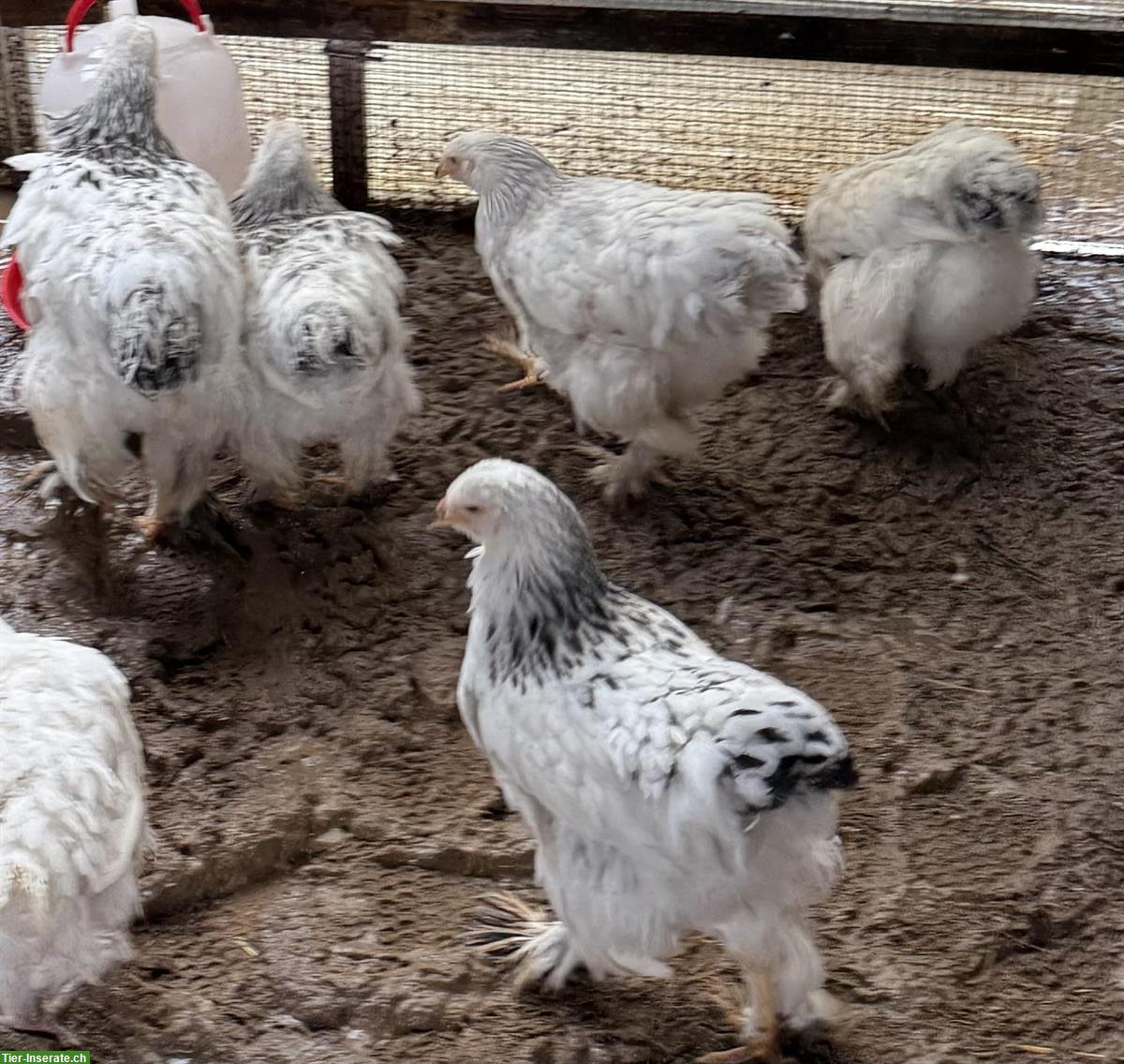 Bild 2: Brahma Columbia zu verkaufen, Hennen und Hähne