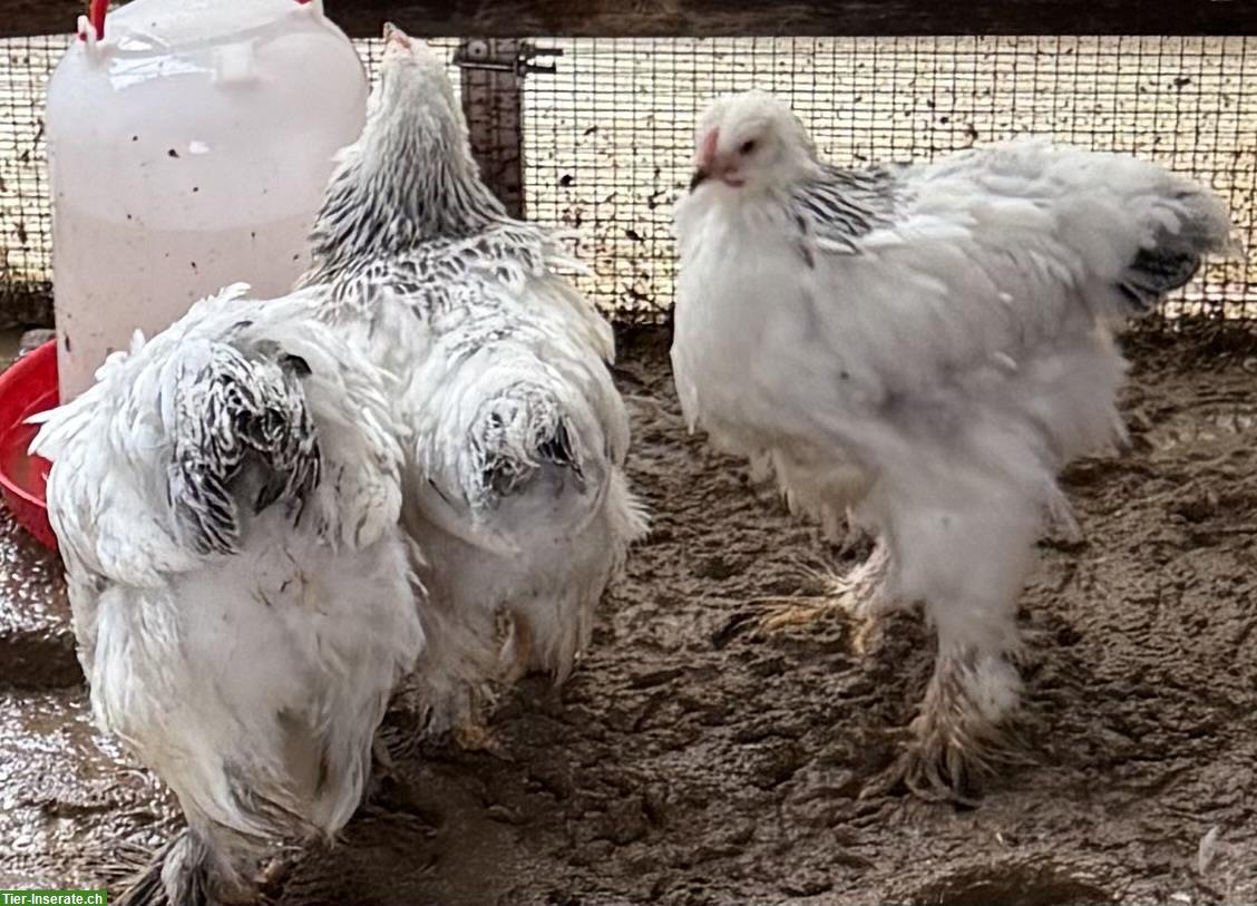 Bild 3: Brahma Columbia zu verkaufen, Hennen und Hähne