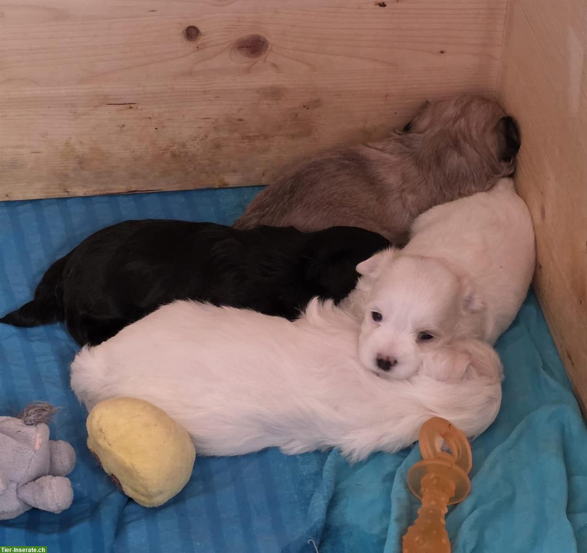 Maltipoo Welpen zu verkaufen, Rüden und Hündinnen