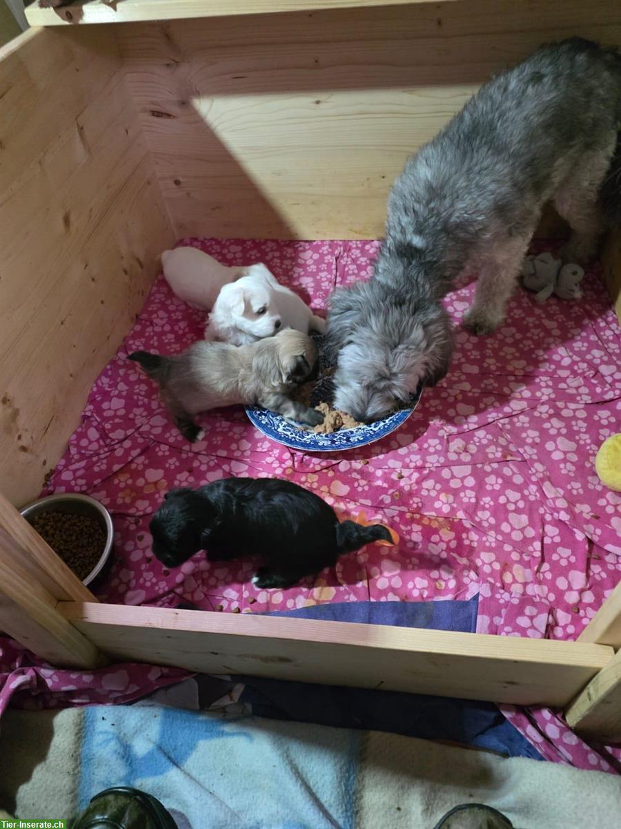 Bild 2: Maltipoo Welpen zu verkaufen, Rüden und Hündinnen