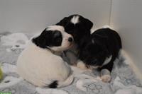 Rassenreine Havaneser Welpen zu verkaufen