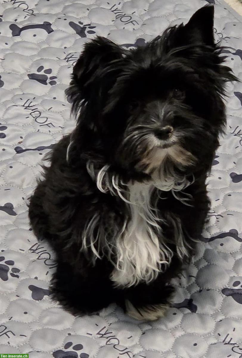 Yorkshire Terrier Mädchen - black mit Stammbaum