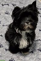 Yorkshire Terrier Mädchen - black mit Stammbaum