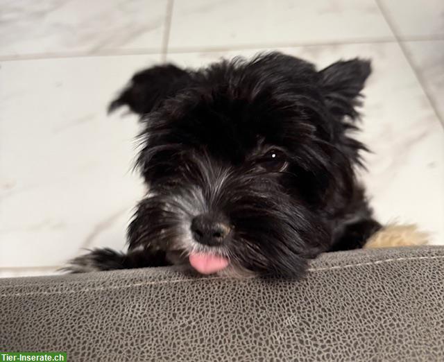 Bild 2: Yorkshire Terrier Mädchen - black mit Stammbaum