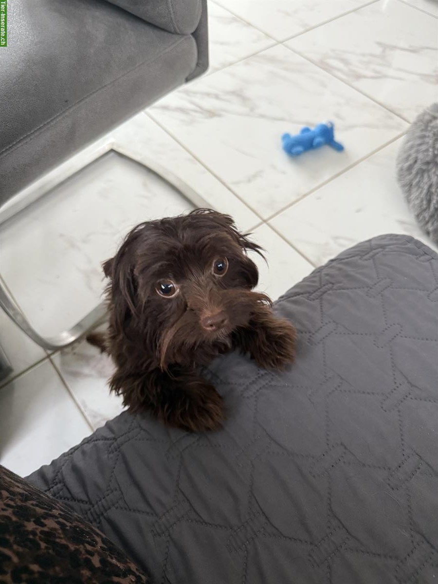 Bild 3: Yorkshire Terrier Mädchen - choco mit Stammbaum