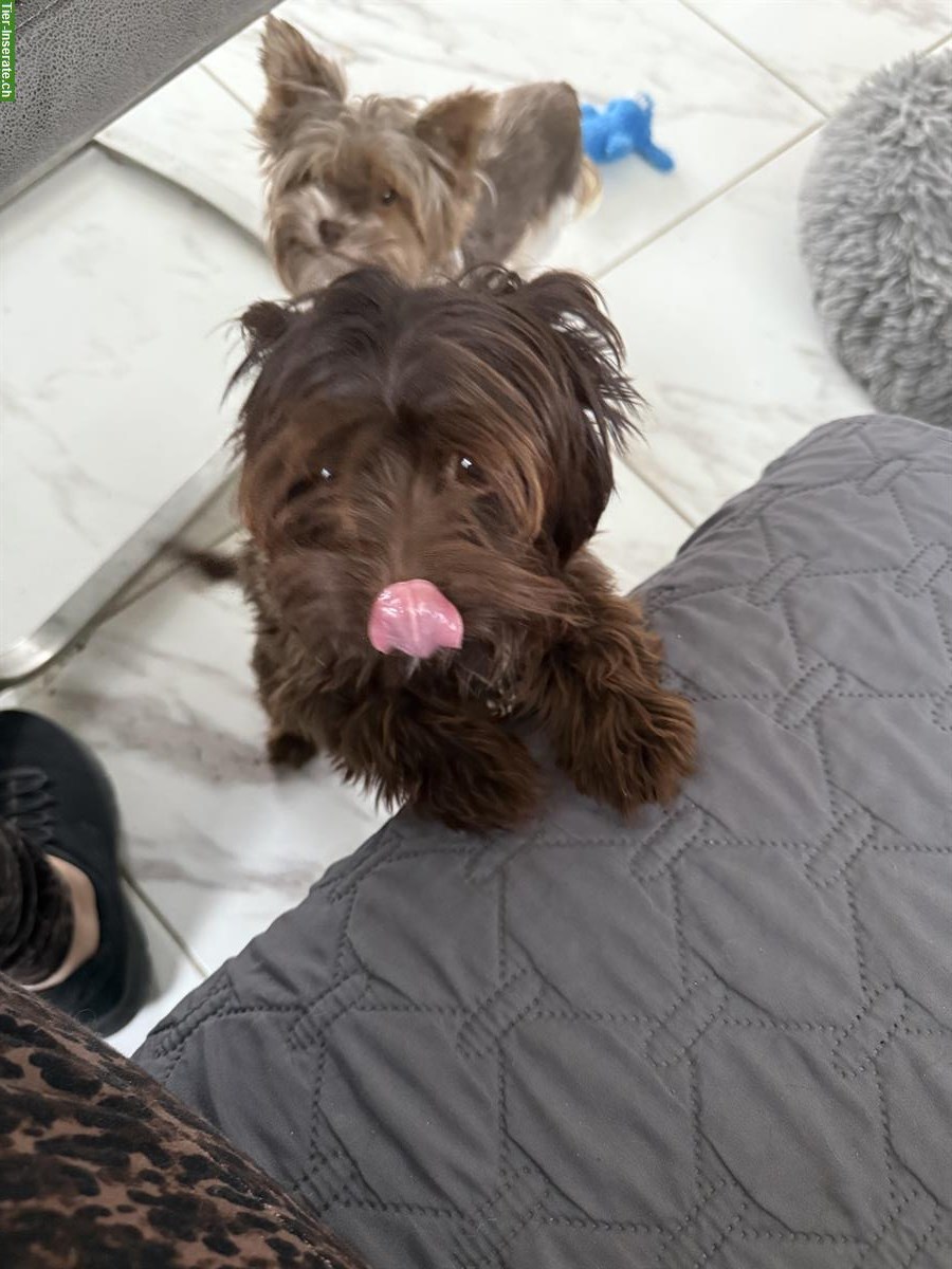 Bild 5: Yorkshire Terrier Mädchen - choco mit Stammbaum