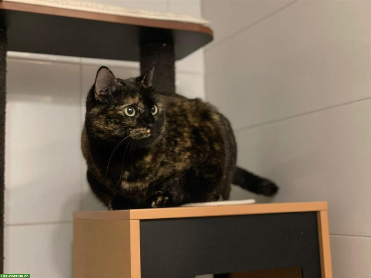 Schildpatt Katze sucht ruhiges Zuhause, Einzelhaltung