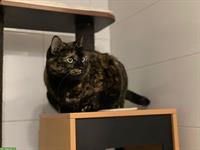 Schildpatt Katze sucht ruhiges Zuhause, Einzelhaltung