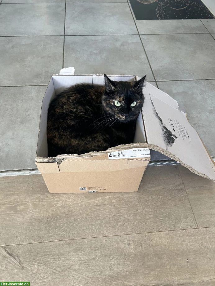 Bild 2: Schildpatt Katze sucht ruhiges Zuhause, Einzelhaltung