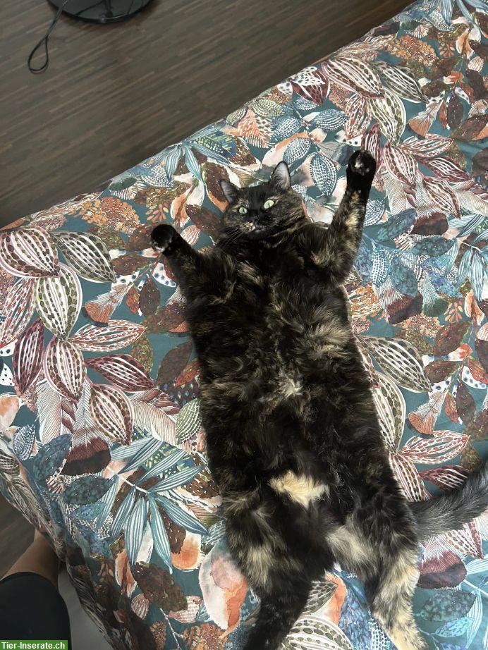 Bild 3: Schildpatt Katze sucht ruhiges Zuhause, Einzelhaltung