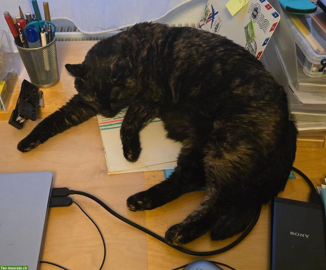 Bild 4: Schildpatt Katze sucht ruhiges Zuhause, Einzelhaltung