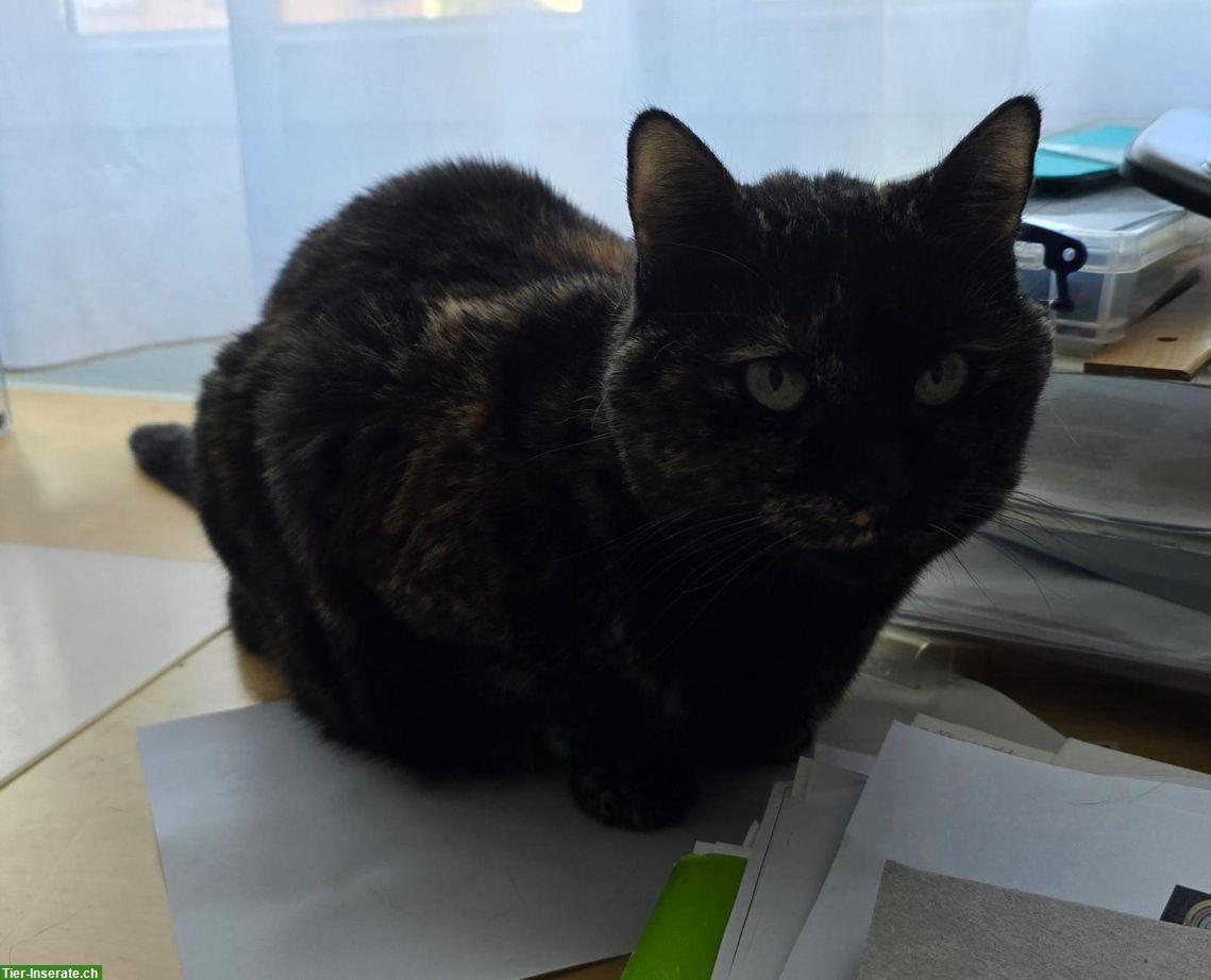 Bild 5: Schildpatt Katze sucht ruhiges Zuhause, Einzelhaltung