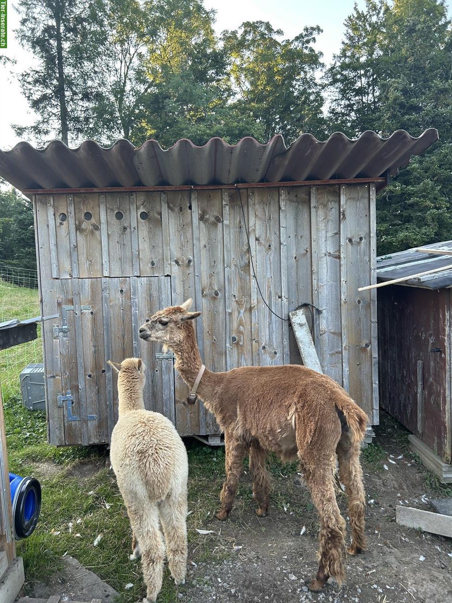 Alpaka-Familie sucht ein neues Zuhause