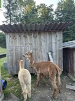 Alpaka-Familie sucht ein neues Zuhause