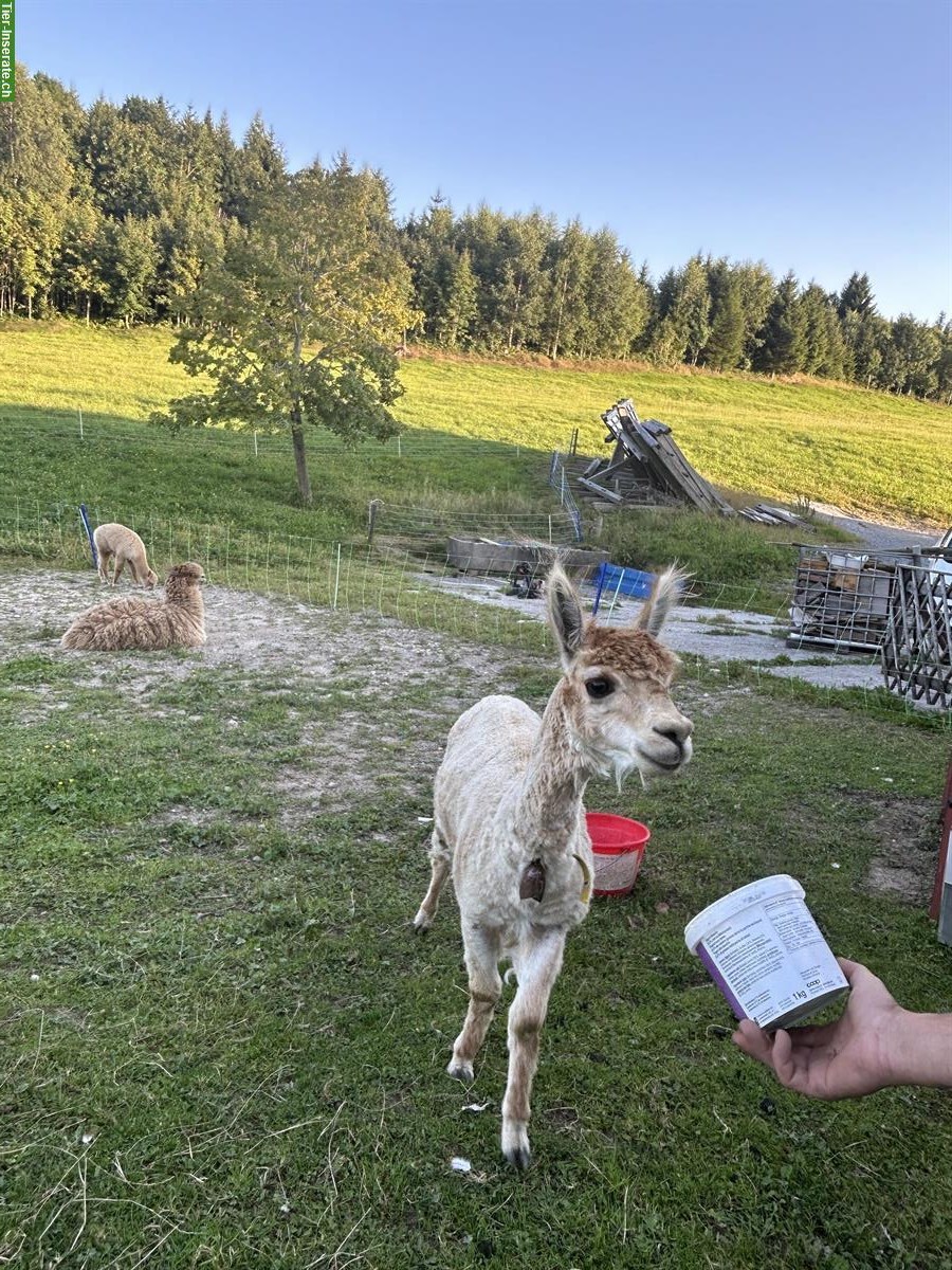 Bild 2: Alpaka-Familie sucht ein neues Zuhause