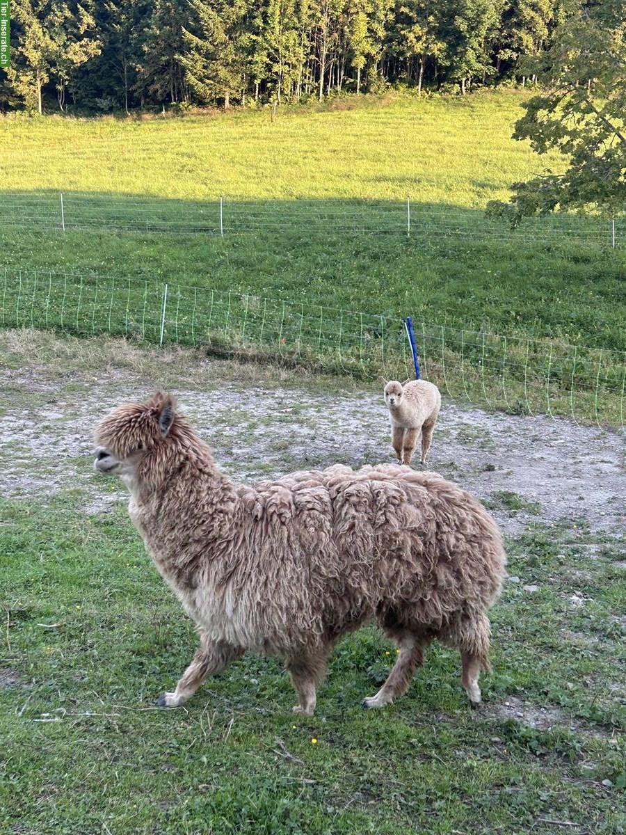 Bild 3: Alpaka-Familie sucht ein neues Zuhause