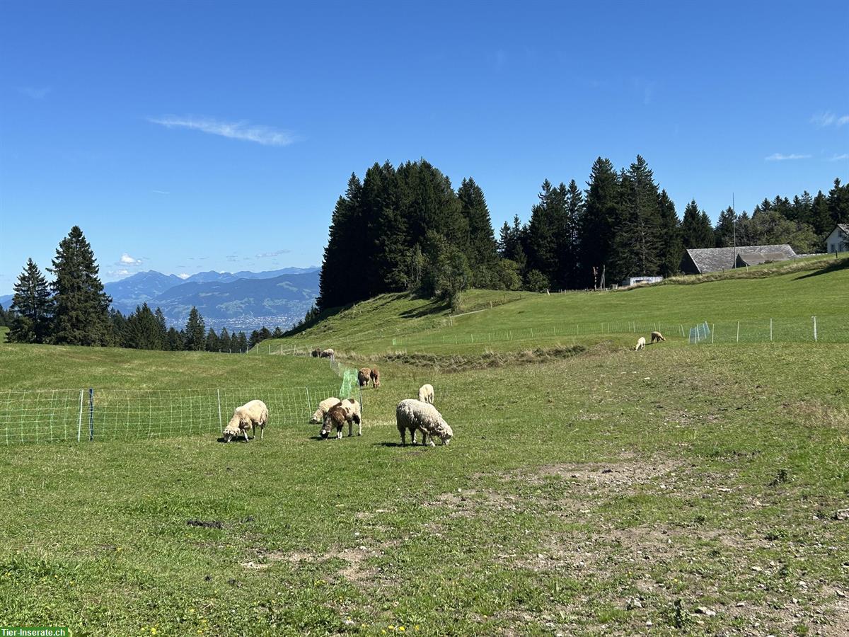Schafherde sucht neues Zuhause