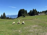 Schafherde sucht neues Zuhause