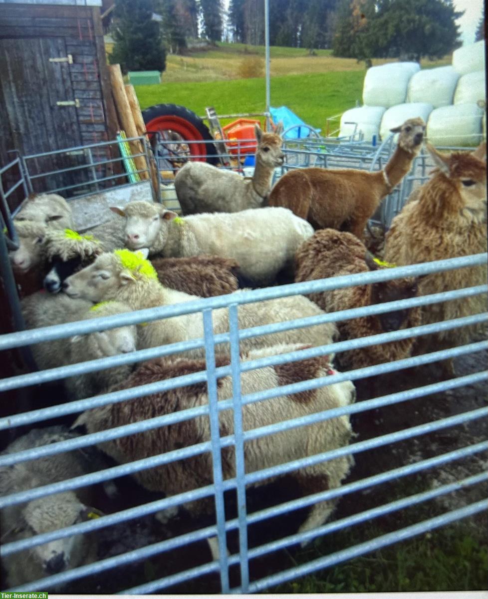 Bild 2: Schafherde sucht neues Zuhause