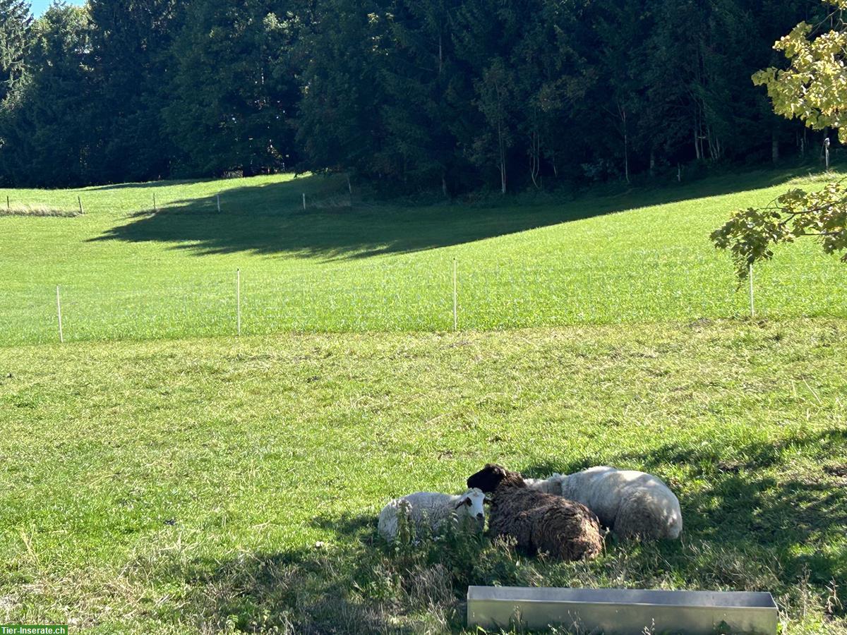 Bild 3: Schafherde sucht neues Zuhause