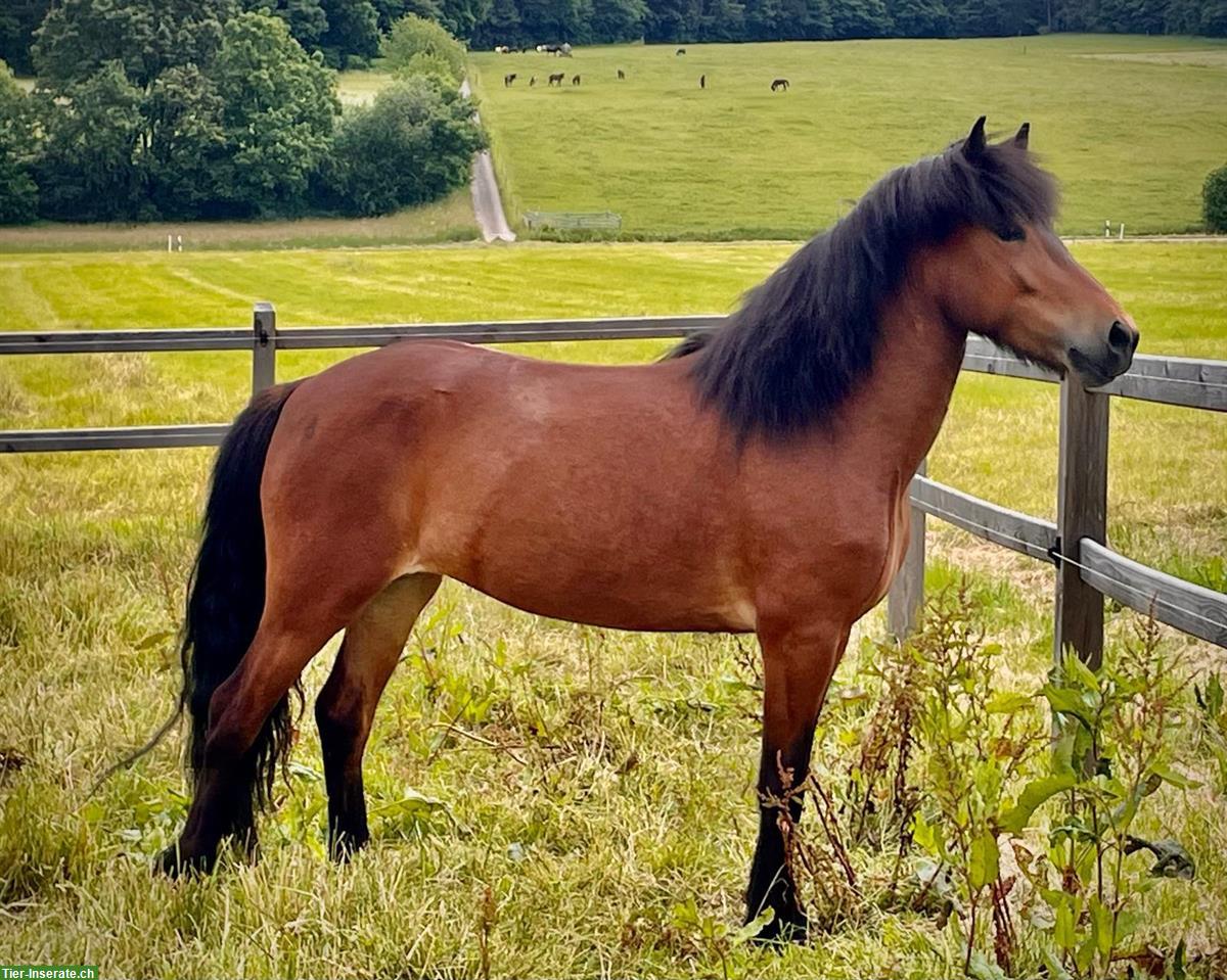 Bildschöne Islandpferde Stute mit einem ❤️ aus Gold