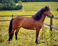 Bildschöne Islandpferde Stute mit einem ❤️ aus Gold