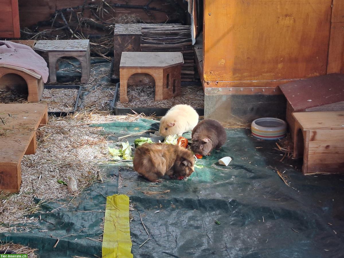 Suchen 2-4 Meerschweinchen Weibchen für Aussenhaltung