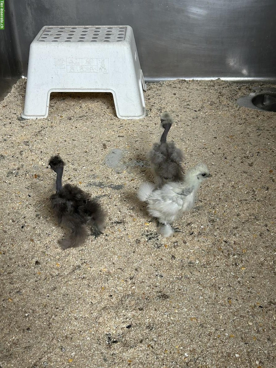 Jungtiere: 1 US-Silkie und 2 Showgirls, 4 Hähne