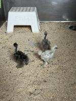 Jungtiere: 1 US-Silkie und 2 Showgirls, 4 Hähne