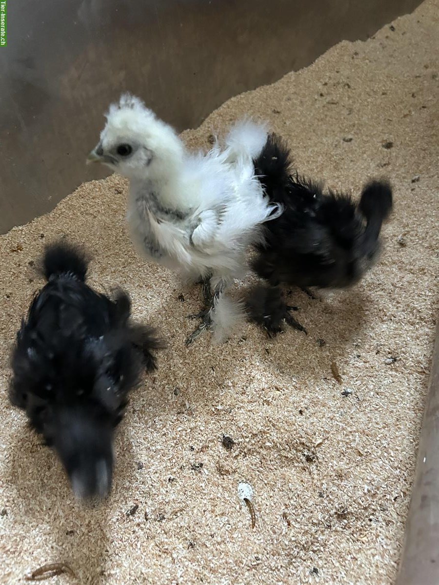 Bild 10: Jungtiere: 1 US-Silkie und 2 Showgirls, 4 Hähne