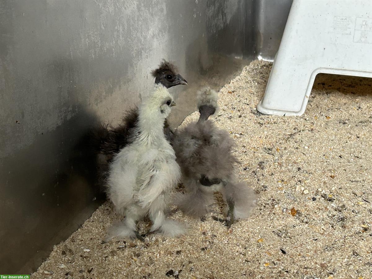 Bild 2: Jungtiere: 1 US-Silkie und 2 Showgirls, 4 Hähne